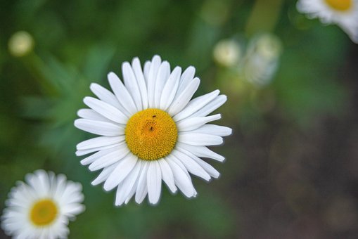 Bloemen, Bloem Behang, Madeliefjes