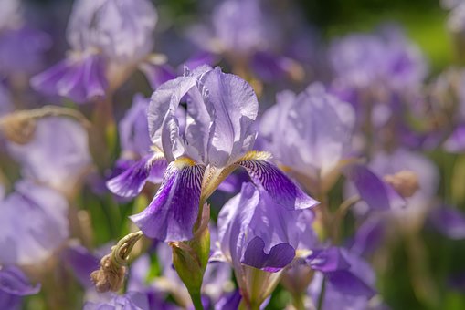 Bloemen, Paarse Iris, Bloem Achtergrond