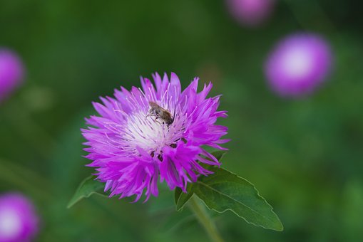 Perzische Korenbloem