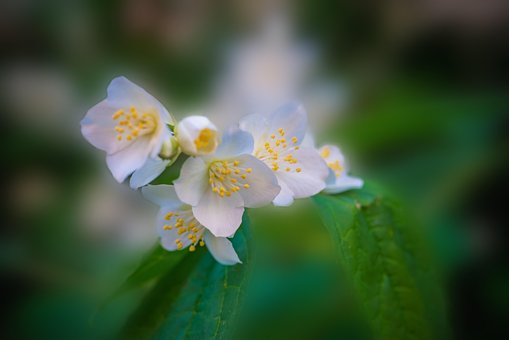 Witte Bloemen, Mooie Bloemen
