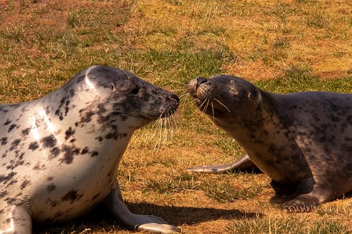 Free Animals Nature photo and picture