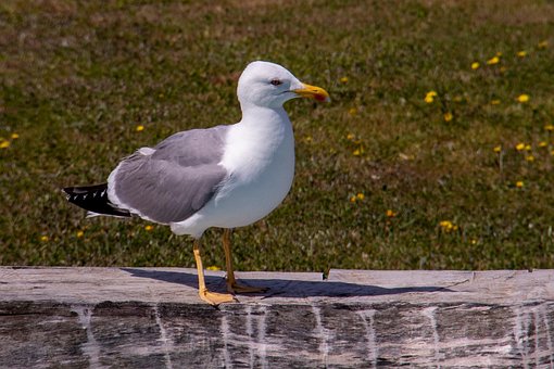 Free Seagull Bird photo and picture