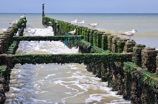 Free Sea Beach photo and picture