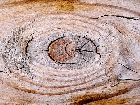 Free Wood Eye photo and picture