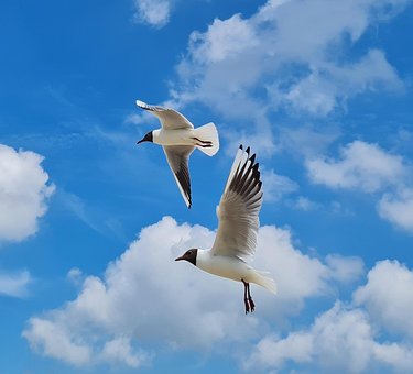 Free Seagulls Waves Blue photo and picture