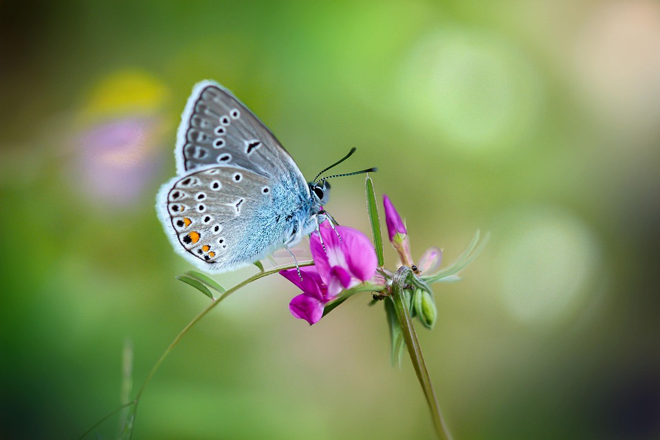 butterfly-7273941_960_720.jpg