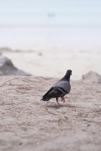 Free Dove Beach photo and picture