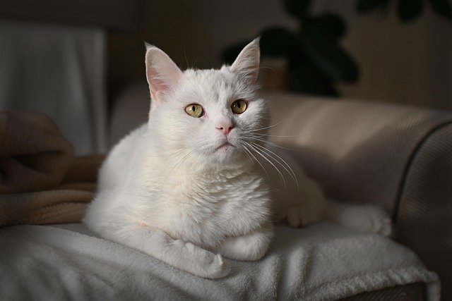 Free Cat Pet photo and picture Free Cat Pet photo and picture