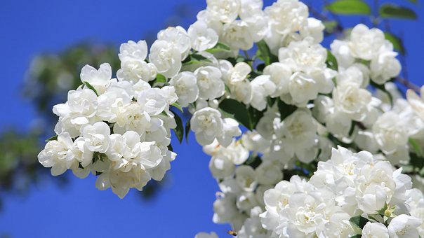 Free Flowers Jasmine photo and picture