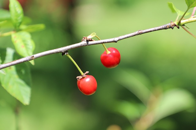 Free Cherries Fruit photo and picture