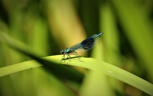 Free Damselflies Damselfly photo and picture