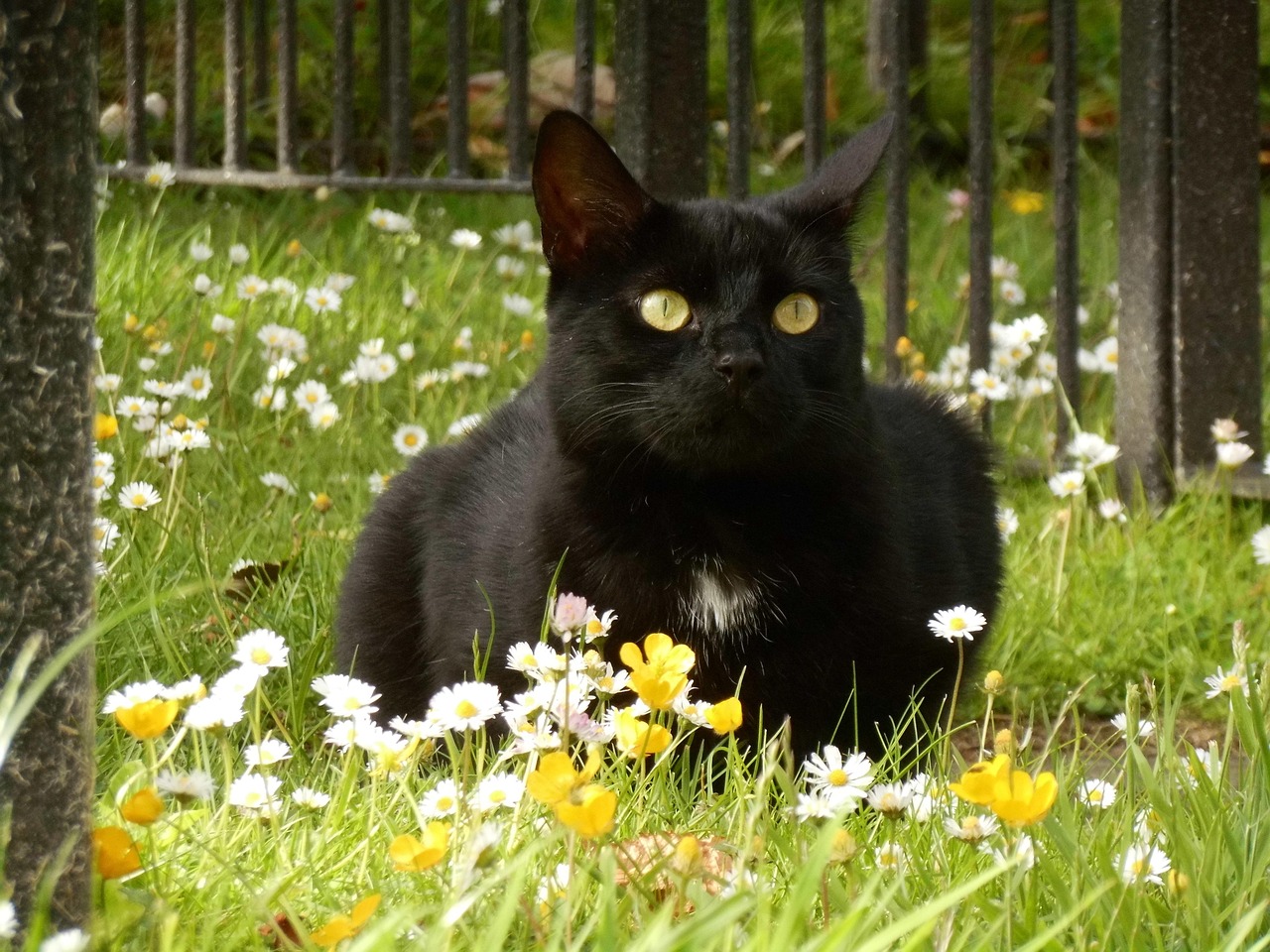 Katze Katzen Schwarz Schwarze Kostenloses Foto