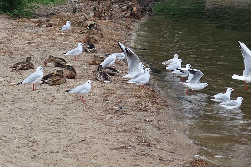 Free Waterfowl Seagulls photo and picture