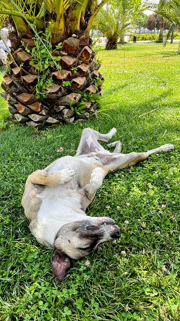 Free Dog Animal photo and picture