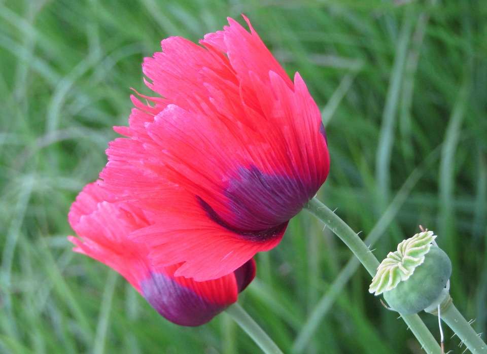 Amapola Flor Rosa - Foto gratis en Pixabay