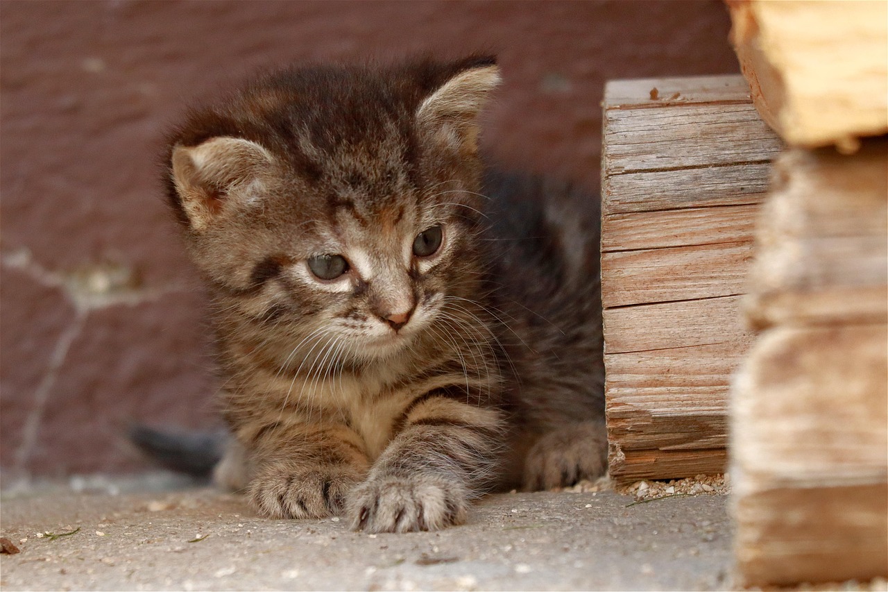 700+ kostenlose Katzenbaby und Haustier-Bilder - Pixabay