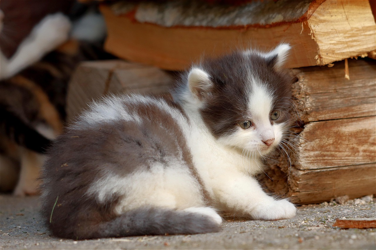 700+ kostenlose Katzenbaby und Haustier-Bilder - Pixabay