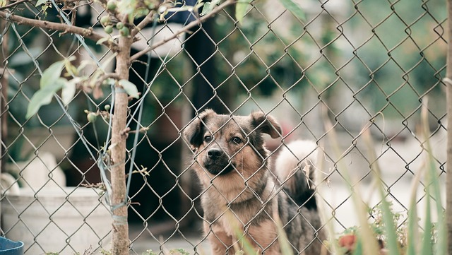 Free Pet Animal photo and picture