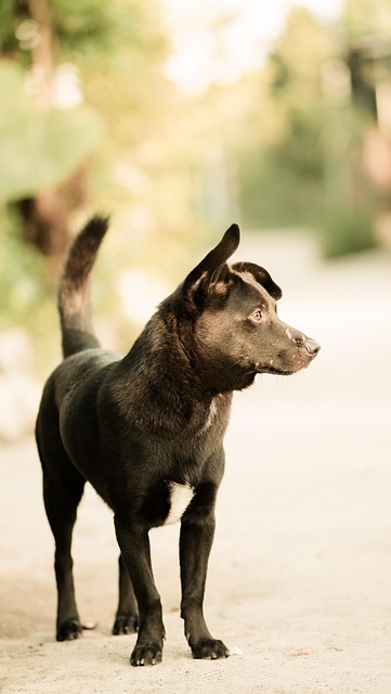 Free Dog Pet photo and picture