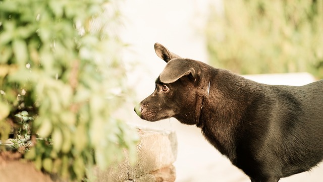 Free Dog Canine photo and picture