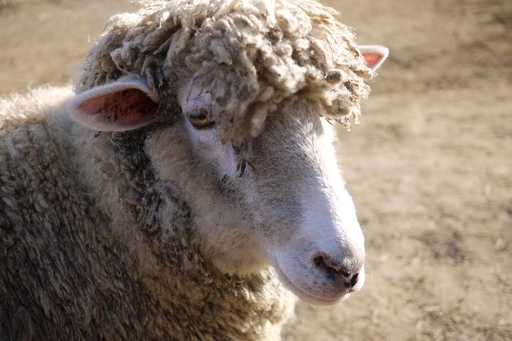 100+ Free Funny Sheep & Sheep Images - Pixabay