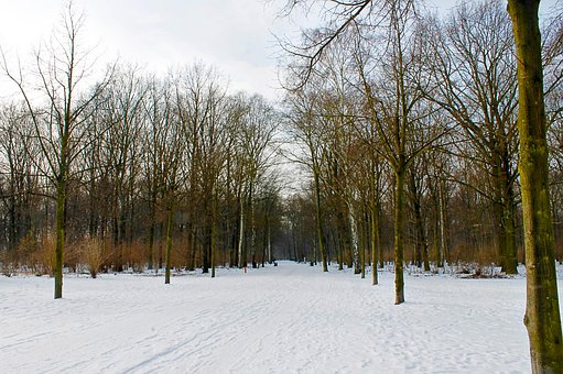 Zăpadă, Iarnă, Berlin, Tiergarten, Pin