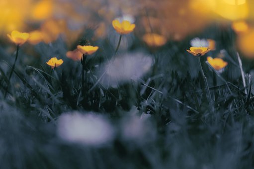 Behang, Hd-Achtergrond, Natuur, Bloemen