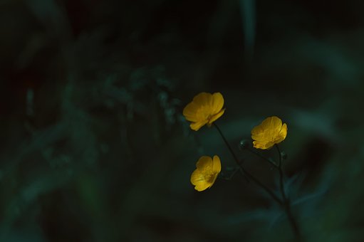 Free Flowers Yellow photo and picture