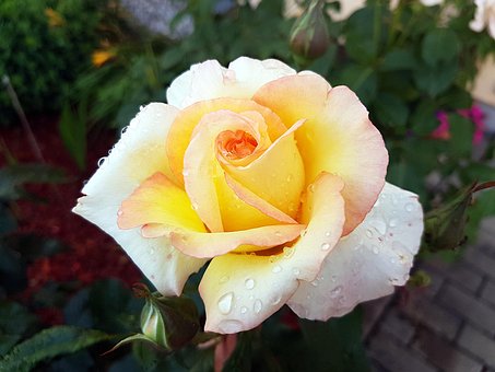 Rose, Blume, Blüte, Tautropfen, Natur