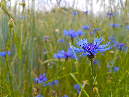 Kornblumen, Blumenwiese, Blüte, Blau