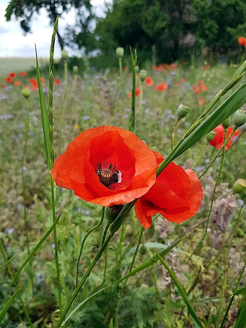 Blumen, Mohn, Botanik, Frühling