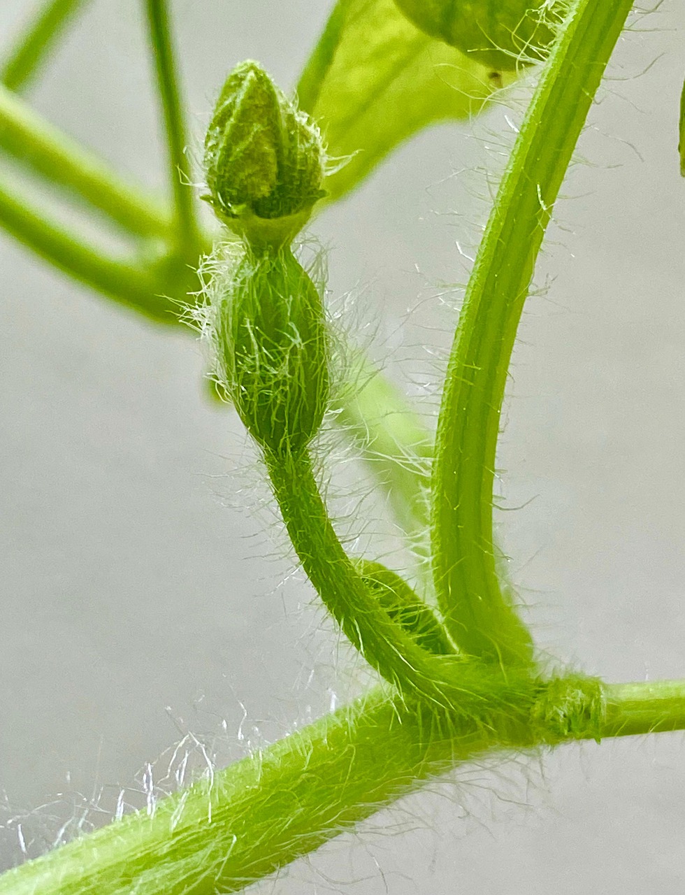 Watermelon Male Flower Young Free photo on Pixabay Pixabay
