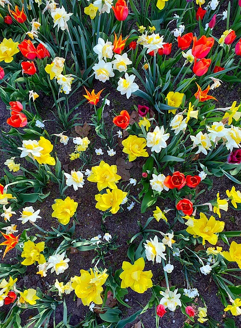 Tulpen, Frühling, Osterglocken