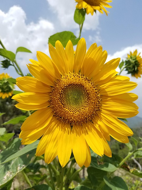 Floarea Soarelui, Floare, Plantelor