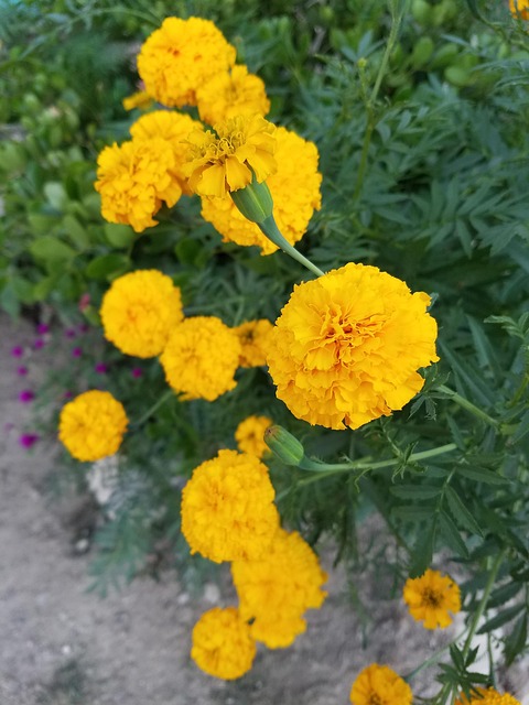 Trandafiri, Floare, Flori, Trandafir