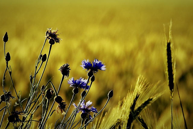 Landbouw, Landschap, Plantkunde, Gebied