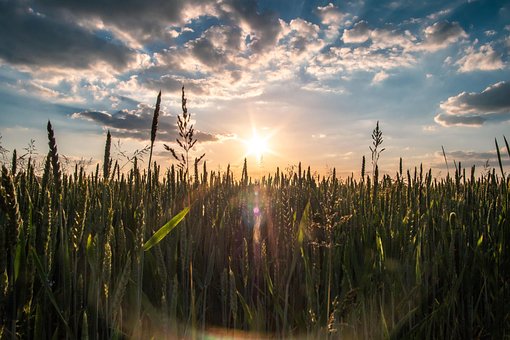 Free Nature Grain photo and picture
