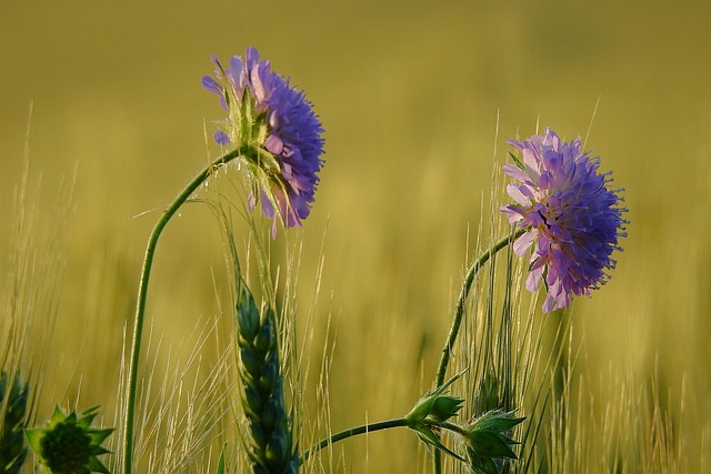 Veld, Bloemen In De Granen, Natuur