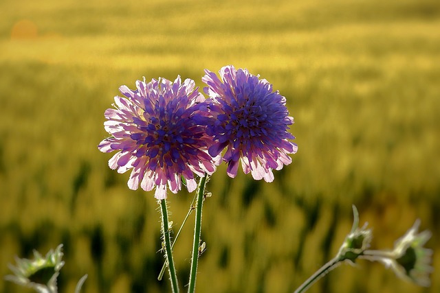 Bloemen, Landschap, Natuur, Plantkunde