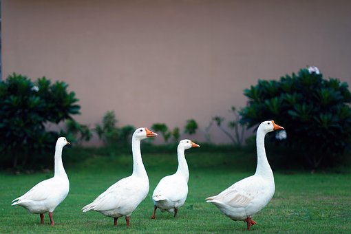 Vögel, Gänse, Landschaft, Federn, Tier