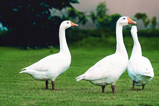 Vögel, Gänse, Vogelkunde, Spezies, Fauna