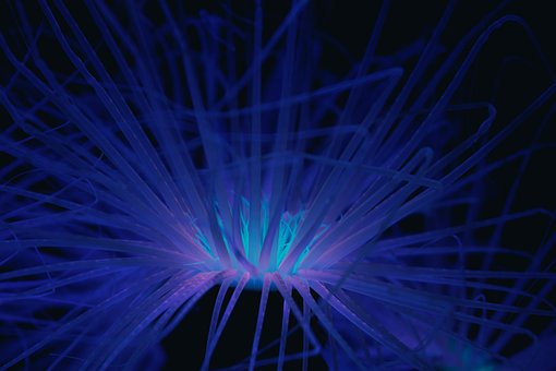 Free Coral Sea photo and picture