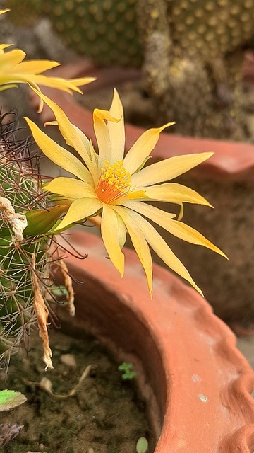 Free Cactus Succulent photo and picture