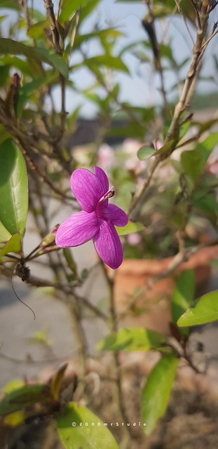 Free Flowers Pink photo and picture