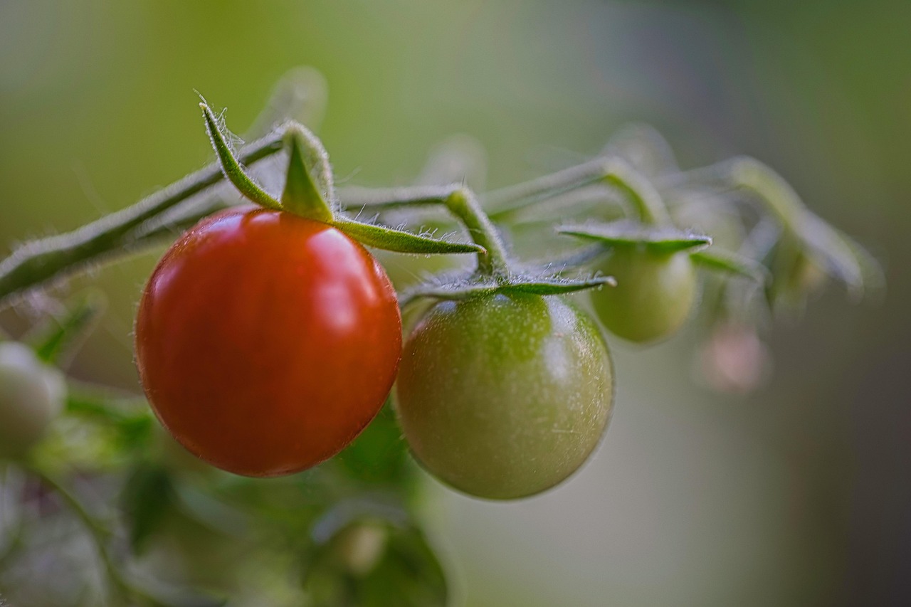Fruit Tomato Organic Free photo on Pixabay Pixabay
