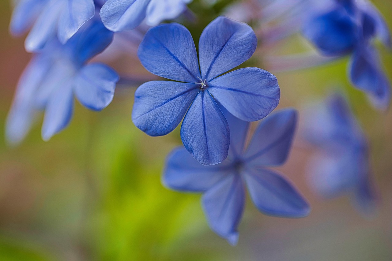 400 000 Kostnadsfria Bilder Med Vackra Blommor Och Blomma Bakgrund 400 000 Kostnadsfria Bilder Med Vackra Blommor Och Blomma Bakgrund