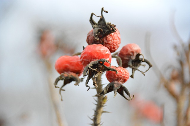 Free Rose Hip Berry photo and picture