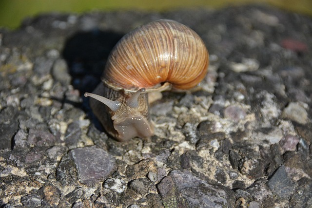 Free Snail Shell photo and picture