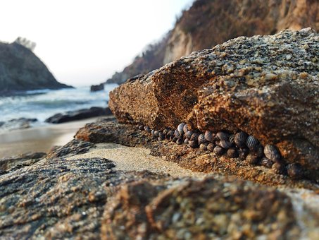 Free Snails Snail photo and picture
