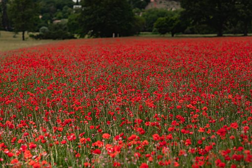 Free Flowers Poppies photo and picture
